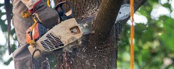 Reliable Belleville, WI Tree Services Solutions