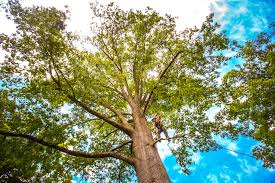 Best Lawn Pest Prevention  in Belleville, WI