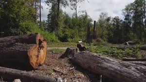 Best Lot and Land Clearing  in Belleville, WI