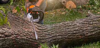 Best Lawn Disease Treatment  in Belleville, WI