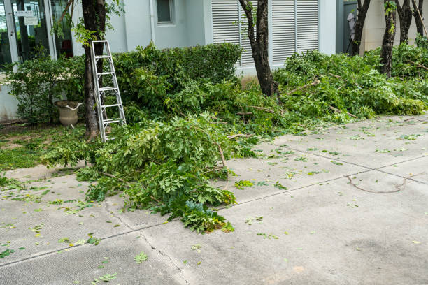 Best Tree Health Inspection  in Belleville, WI
