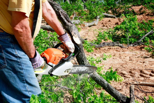 How Our Tree Care Process Works  in  Belleville, WI
